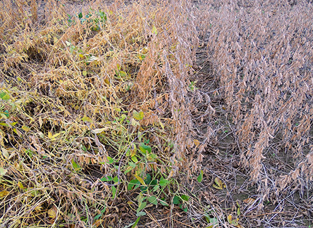 Variety effect on lodging